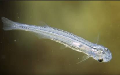 Candiru (Vandellia cirrhosa)