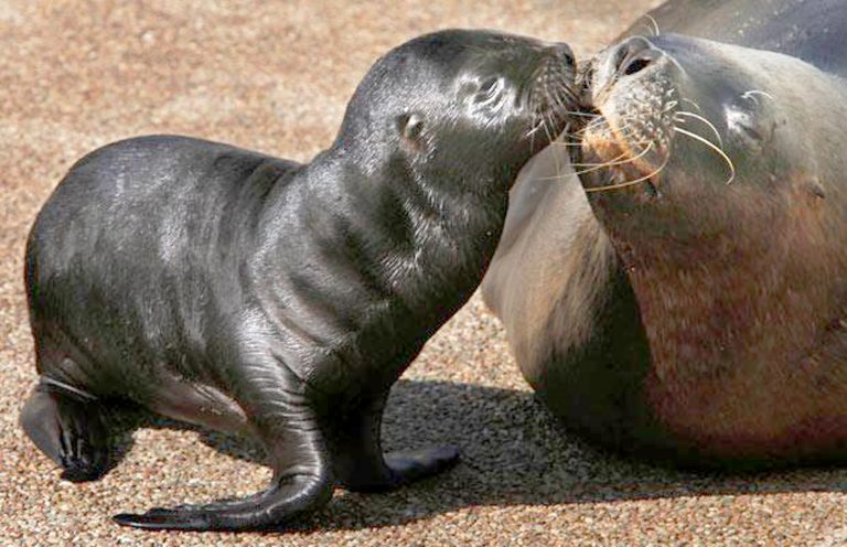 south-american-sea-lion-otaria-flavescens-kaieteur-news