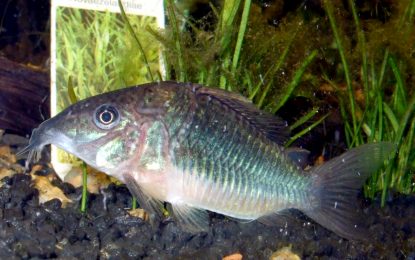 Emerald catfish (Corydoras splendens)