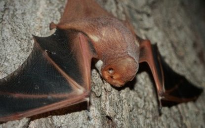 The Desert Red Bat (Lasiurus blossevillii),