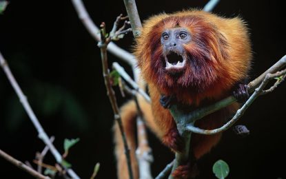 Golden lion tamarin (Leontopithecus rosalia)