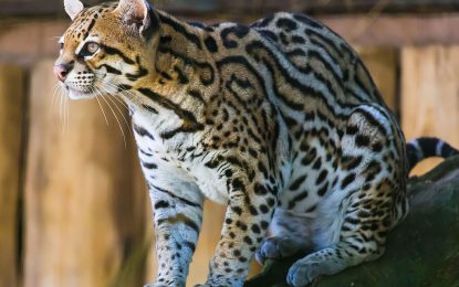 The Ocelot (Leopardus pardalis)