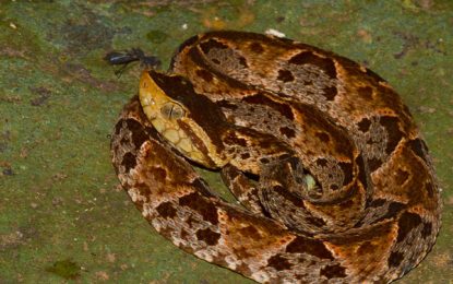 Interesting Creatures…  Bothrops asper