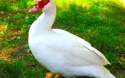 Interesting Creatures…  The Muscovy duck (Cairina moschata)