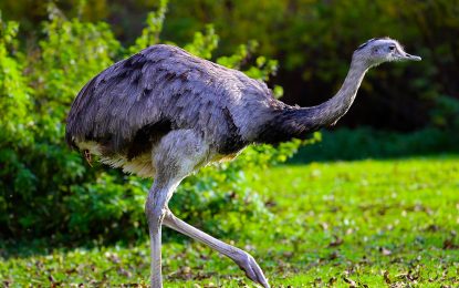 Interesting Creatures… The Greater Rhea (Rhea americana)