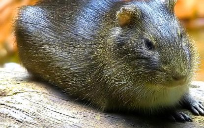 The Brazilian guinea pig (Cavia aperea)