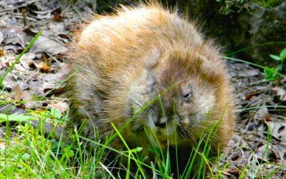 Interesting Creatures…  Muskrat (Ondatra zibethicus)