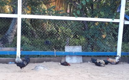 Fowls detained by police; file sent to DPP