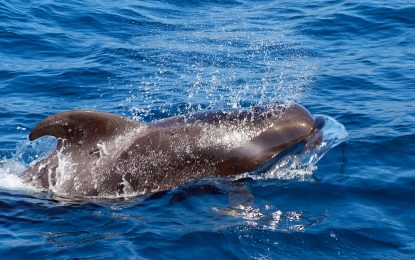 Interesting Creatures… The Short-finned Pilot Whale (Globicephala macrorhynchus)