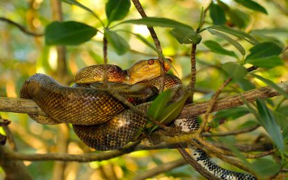 Interesting Creatures…  Corallus hortulanus