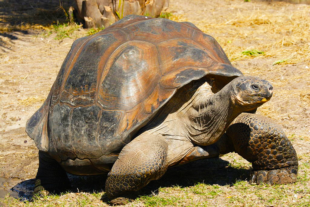 Interesting Creatures The Gal pagos tortoise Chelonoidis nigra