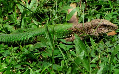 Interesting Creatures… The Giant Ameiva (Ameiva ameiva)