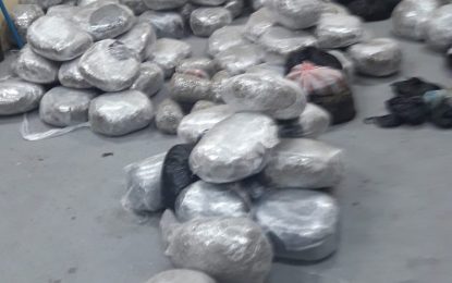 Major drug bust by cops in Berbice River  – Five persons in custody; 166 kilos ganja found, boat seized