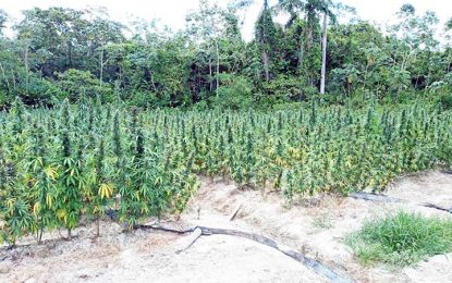 More marijuana farms destroyed