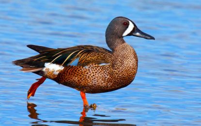 Interesting Creatures…  Blue-winged Teal