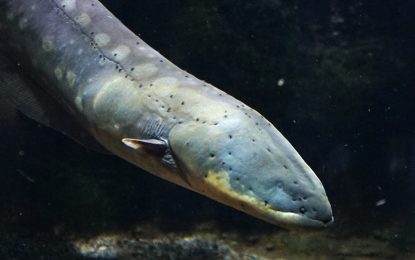 Electric Eel (Electrophorus electricus)