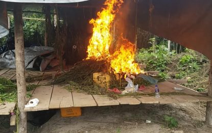 $22M worth of ganja destroyed in Berbice River raid