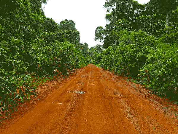 Fotografia Ground rural road in the middle of tropical jungle