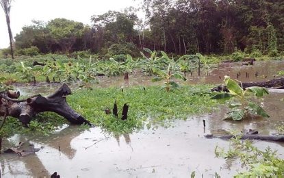 More flooding in “Deep South” Rupununi