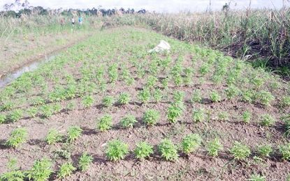 From sugar plantation to ganja farm…Over $5M in cannabis found growing on abandoned GUYSUCO sugar lands