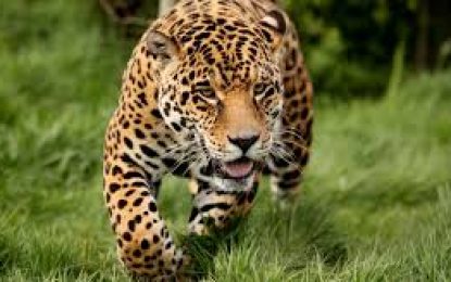 Essequibo cattle farmers seek help to capture jaguar