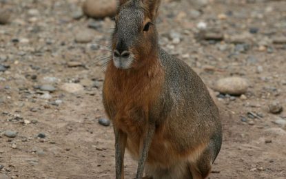 Patagonian mara (Dolichotis patagonum)