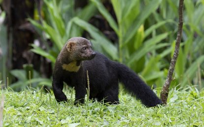 Tayra (Eira barbara)