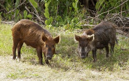 The Feral Pig (Sus scrofa)