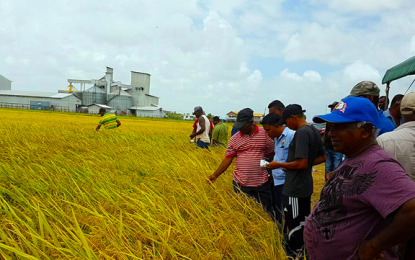 Panama commits to paying rice farmers debt with interest