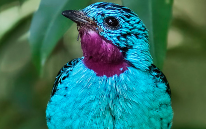 Interesting Creatures…  Cotinga