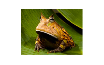 The Suriname Horned Frog