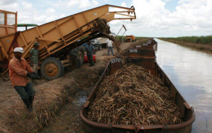 Region’s producers complain about increasing amounts of imported sugar