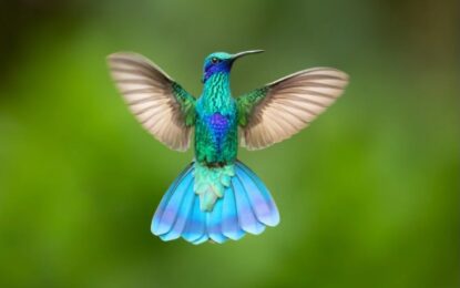 Hummingbird