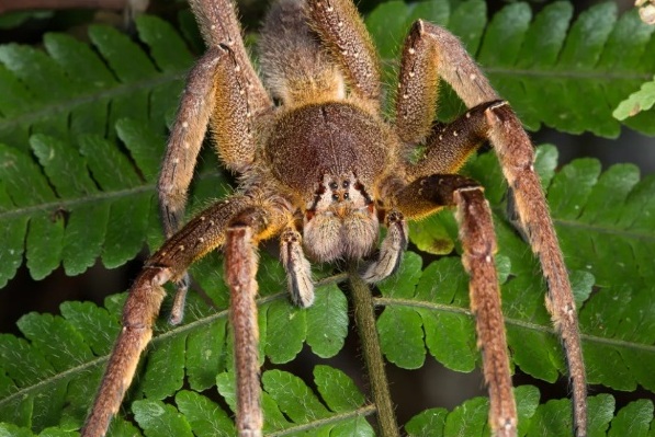 do brazilian wandering spiders live in california