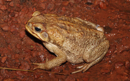 The Cane Toad (Bufo marinus)