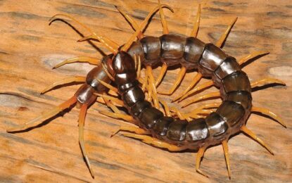 Interesting Creatures… Centipedes