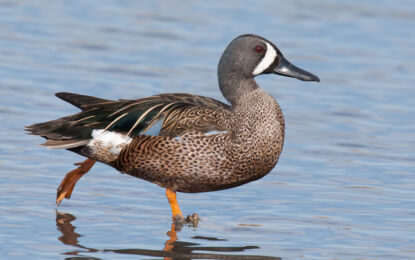 Blue-winged Teal