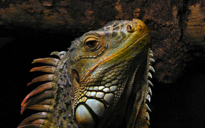 Interesting Creatures…  The Iguana