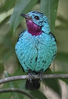 Interesting Creatures… Cotinga - Kaieteur News