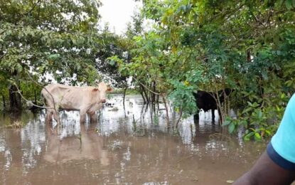 GLDA producing 120 bags of feed per day for flood-affected animals