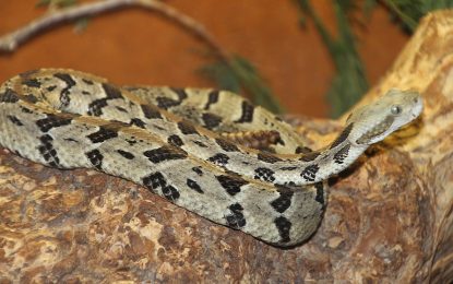 Interesting Creature…  Crotalus