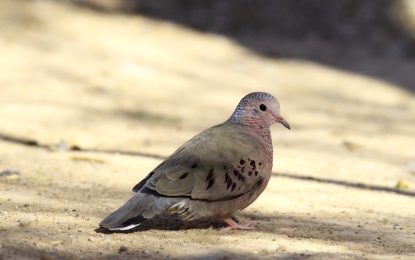 Common ground dove (Columbina passerina)