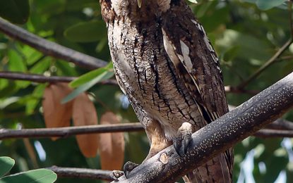 Tropical screech owl (Megascops choliba)