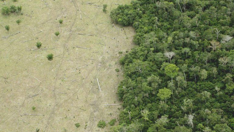 Amazon Rainforest Reaching Tipping Point, Researchers Say - Kaieteur News