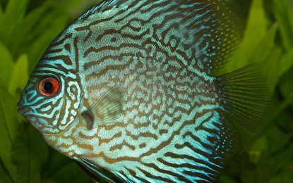 Interesting Creature… Discus (fish)