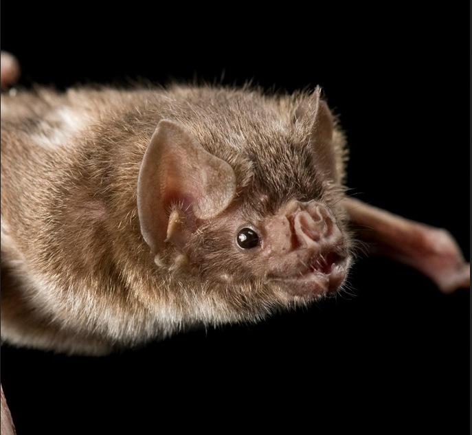 Vampire Bat, Murder Mystery 2 Wiki