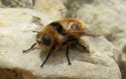 Interesting Creature… Botfly