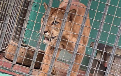 A visit to the Guyana Zoological Park