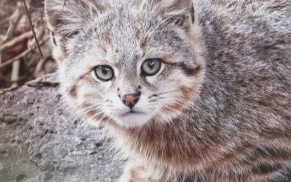 Interesting Creature…  Pampas cat