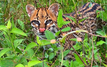 Interesting Creature…  The Ocelot